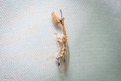 Necyla formosana