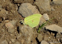 Gonepteryx nepalensis