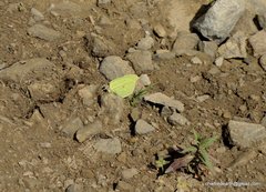 Gonepteryx nepalensis