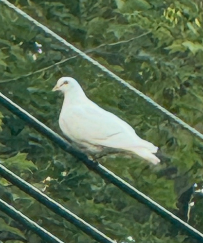 Feral Pigeon photographed in New Jersey