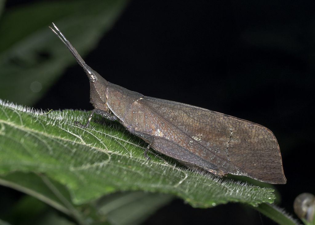 Trigonopteryx hopei
