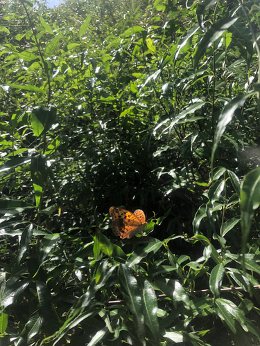 Pallas's Fritillary