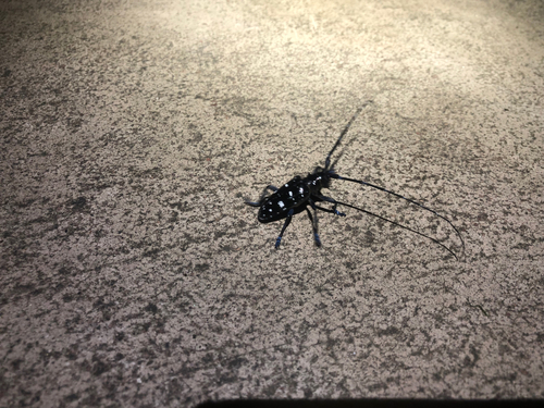 Asian Longhorned Beetle