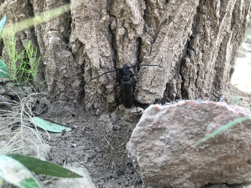 Thin-winged Longicorn Beetle