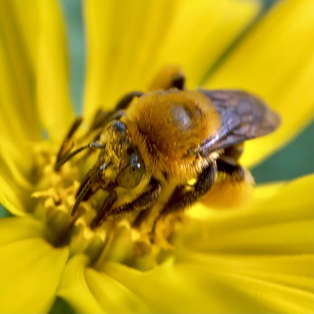 Melissodes bidentis
