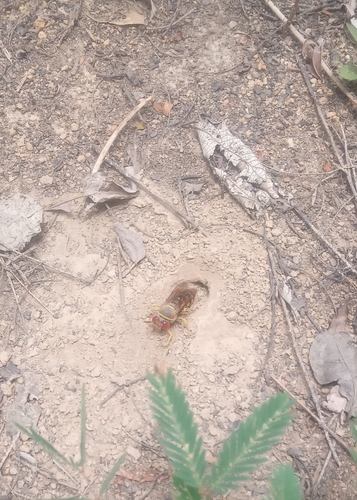Rubrica denticornis (Rubrica denticornis)