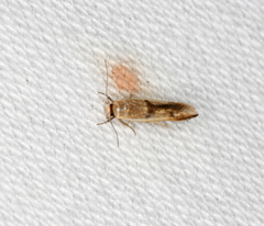 Stathmopoda liporrhoa