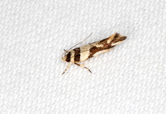 Macrobathra desmotoma