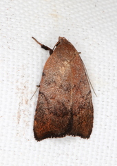 Tortricopsis semijunctella