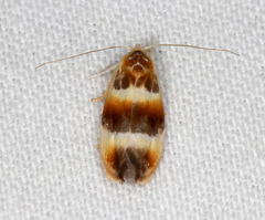 Piloprepes anassa