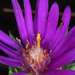 Silky Asters - Photo (c) Douglas Goldman, some rights reserved (CC BY), uploaded by Douglas Goldman