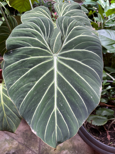 Philodendron gloriosum