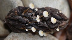 Strobilurus conigenoides