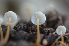 Strobilurus conigenoides