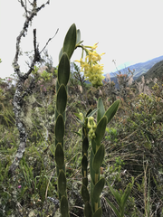 Epidendrum zipaquiranum