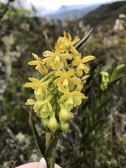 Epidendrum zipaquiranum