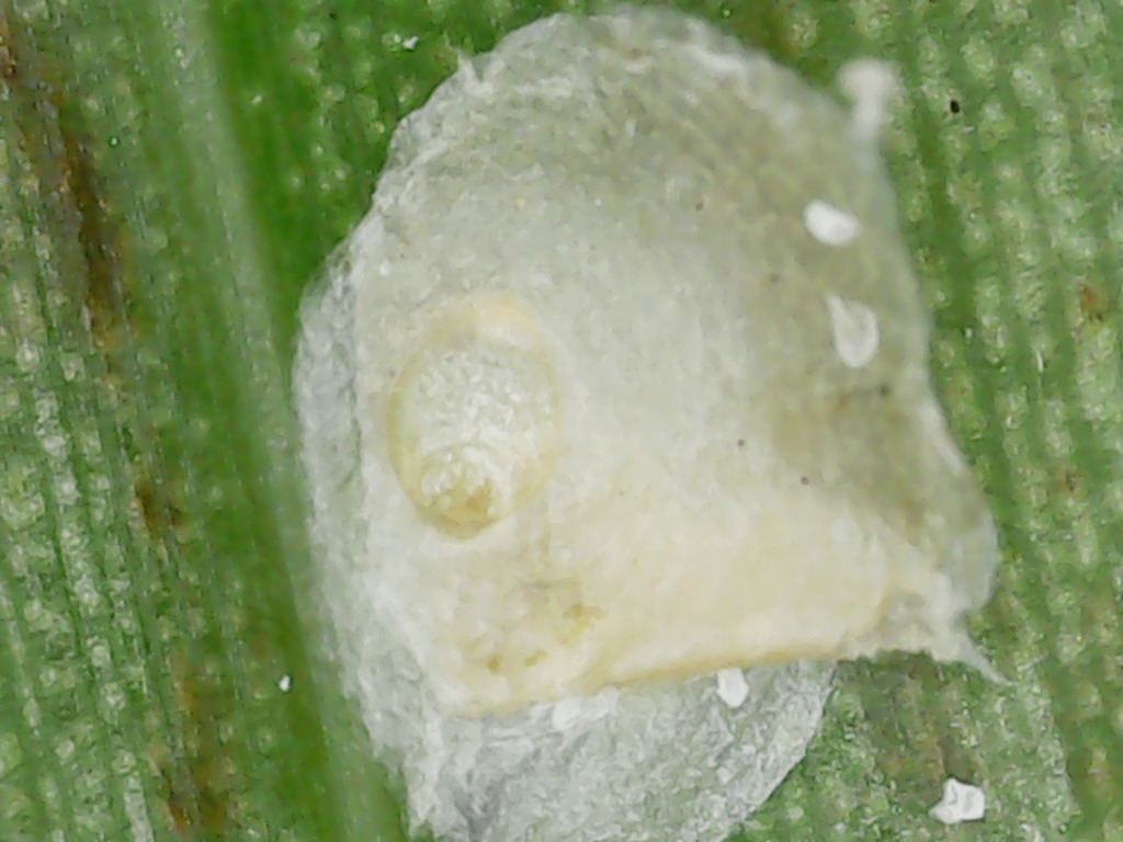 cyanophyllum scale