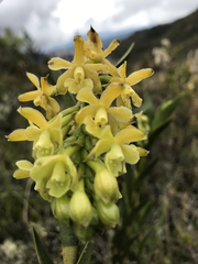 Epidendrum zipaquiranum