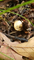 Gerhardtia