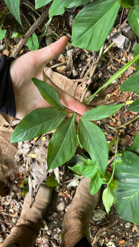 Syngonium podophyllum observed 2025-08-14