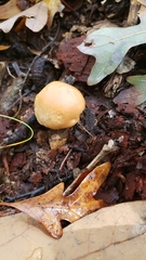 Gerhardtia