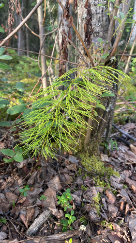 wood horsetail