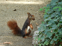 Sciurus vulgaris