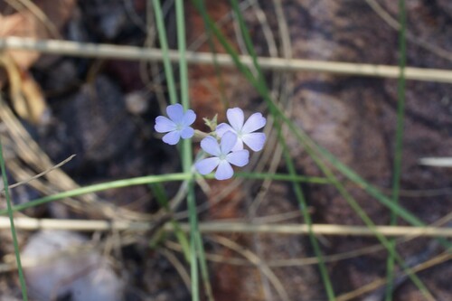 Buchnera linearis (Buchnera linearis)