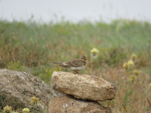Eurasian Skylark