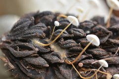 Strobilurus conigenoides