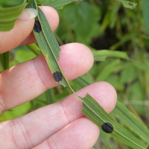 Euthamia leaf gall midge photo 5