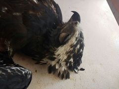 Spizaetus tyrannus
