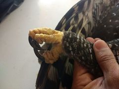 Spizaetus tyrannus