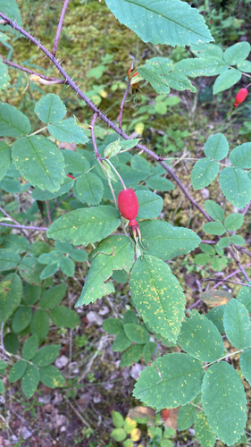 Prickly Wild Rose