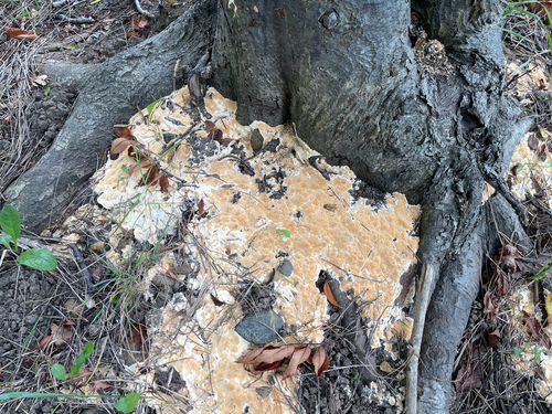 Vanderbylia fraxinea