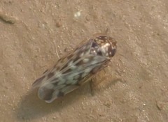 Xestocephalus