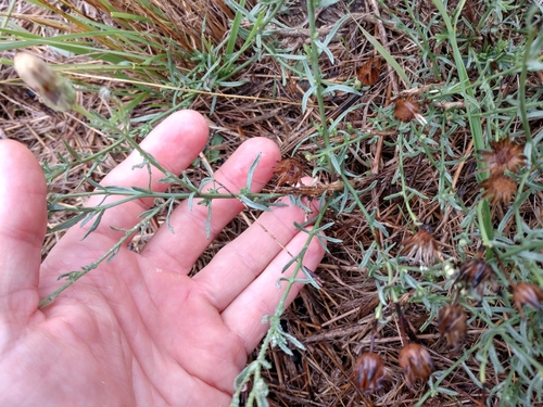 Image of Baccharis texana by (c) Cleveland Powell, some rights reserved (CC BY)