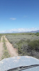 Odocoileus hemionus sheldoni