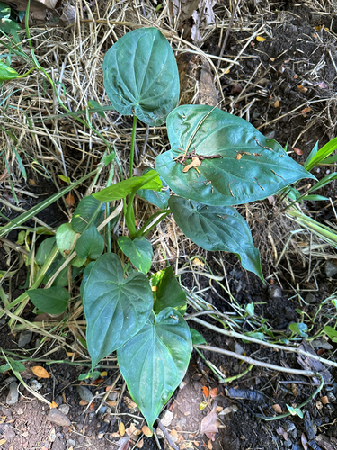 Alocasia cucullata observed 2025-08-14