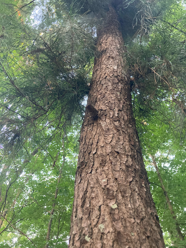 Spruce pine (Pinus glabra)