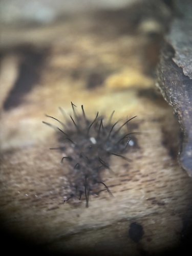 Helminthosporium velutinum, 2025-08-14