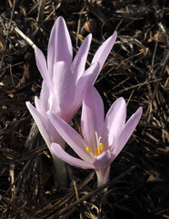 Colchicum hierosolymitanum