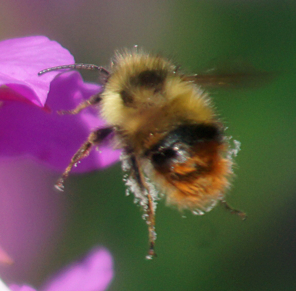MIXTUS Fuzzy horned Bumble Bee Bumble Bees Of Northwestern Ontario 