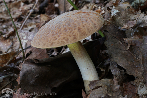Hemileccinum hortonii