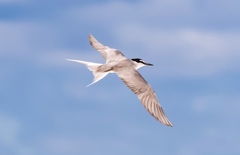 Gray-Backed Tern photo 2