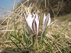 Crocus reticulatus