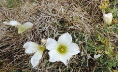 Oxalis enneaphylla