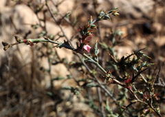 Noaea mucronata