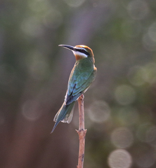 Merops superciliosus