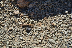 Sphingonotus willemsei